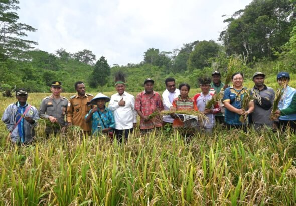 padi gogo biak barat