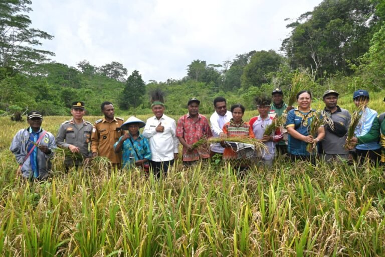 padi gogo biak barat